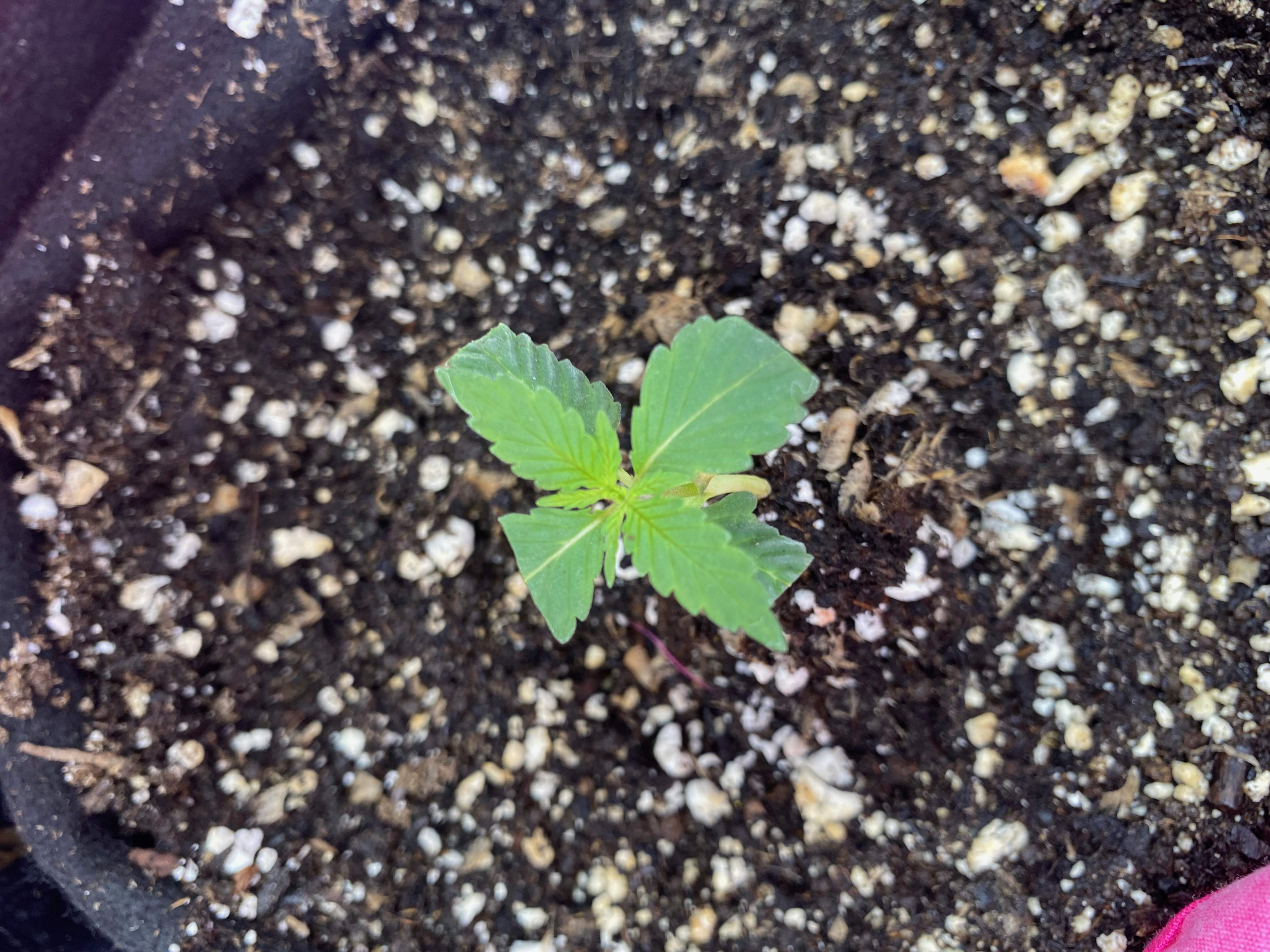 blueberry seedlings