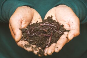 worm composting