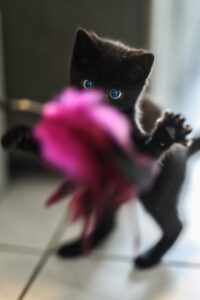 black cat playing