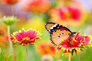 orange butterfly