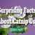 Surprising Facts About Catnip Use