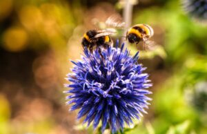 bees pollinating