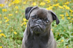 pug-