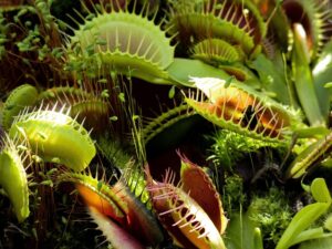 venus-fly-trap-