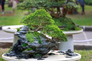 bonsai tree in garden