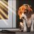 Can A Beagle Really Be Left Alone Indoors?