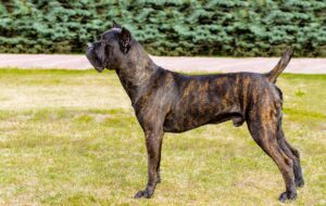 Distinctive Physical Traits cane corso