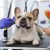 French Bulldog Grooming: Tips for a Shiny Coat